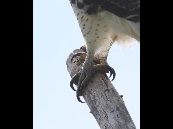 A close-up view of a red-tailed hawk's talons at Breakneck Hill Conservation Land in Southborough, photographed by Steve Forman.