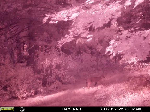 A bobcat in Littleton, photographed with an automatically triggered wildlife camera by Chuck Faraci.