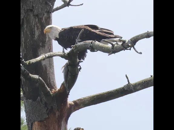 A bald eagle at the Sudbury Reservoir in Southborough, photographed by Steve Forman.