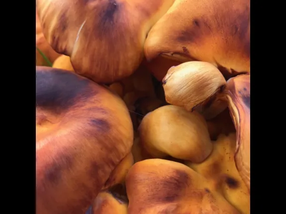 Mushrooms in Marlborough, photographed by Diane Seligman.