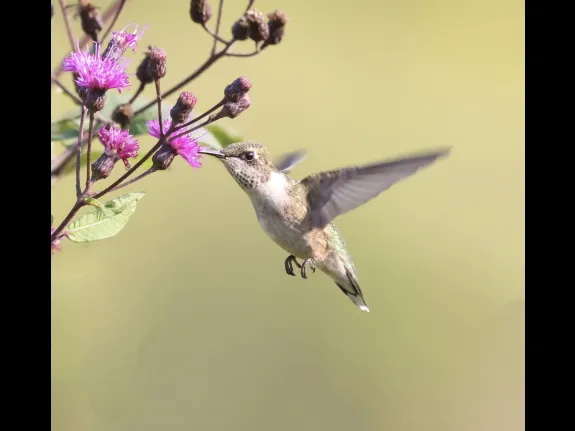 A ruby-throated hummingbird at Breakneck Hill Conservation Land in Southborough, photographed by Steve Forman.