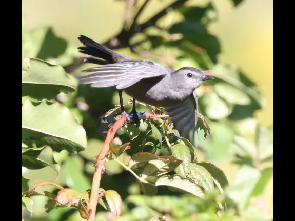 A gray catbird at Breakneck Hill Conservation Land in Southborough, photographed by Steve Forman. A gray catbird at Breakneck Hill Conservation Land in Southborough, photographed by Steve Forman.