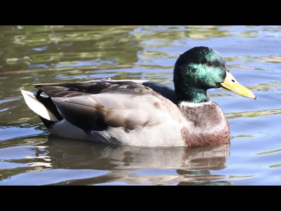 A mallard at Hager Pond in Marlborough, photographed by Steve Forman.