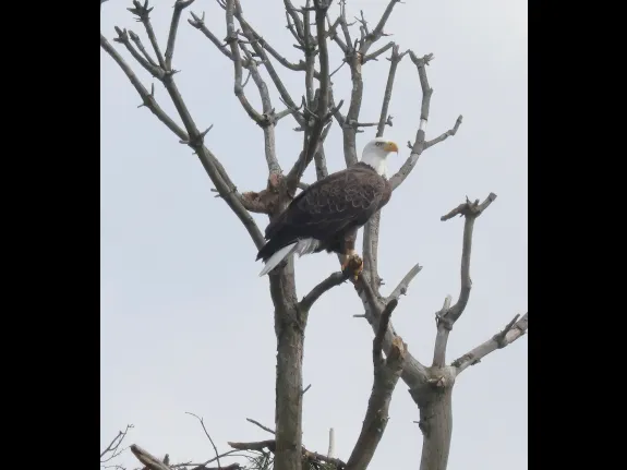 A bald eagle at the Sudbury Reservoir in Southborough, photographed by Steve Forman.