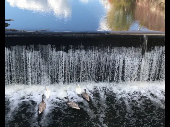 Mute swans on the Assabet River in Hudson, photographed by Diane Seligman.