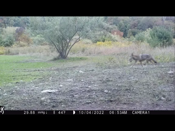 A coyote with prey in Harvard, photographed with an automatically triggered wildlife camera by Steve Cumming.