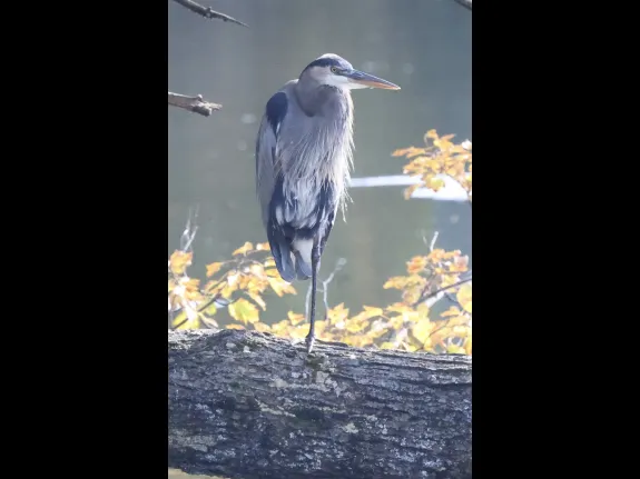 A great blue heron at Hager Pond in Marlborough, photographed by Steve Forman.