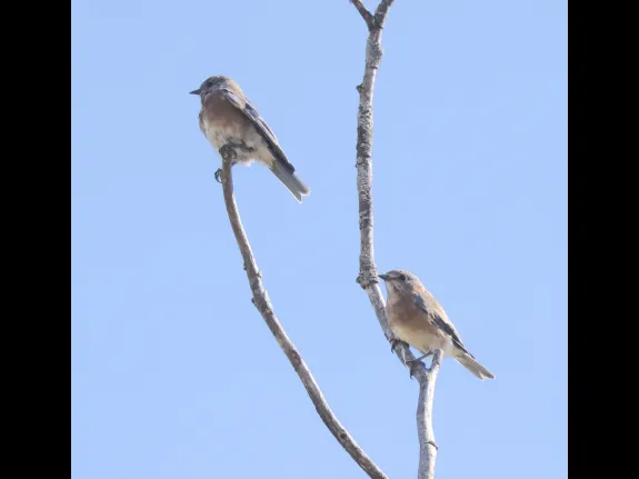 Eastern bluebirds at Breakneck Hill Conservation Land in Southborough, photographed by Steve Forman.