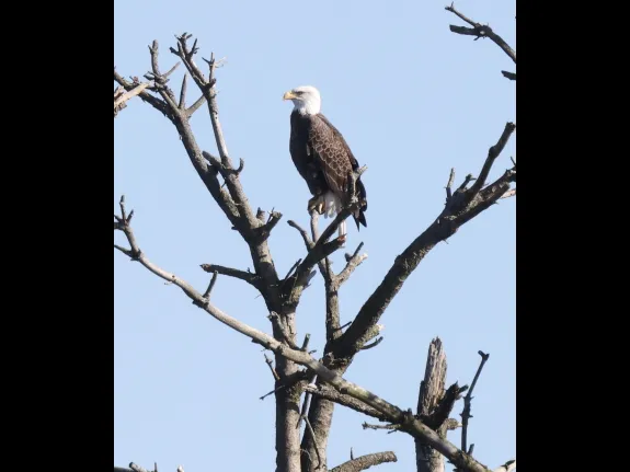 A bald eagle on the Sudbury Reservoir in Southborough, photographed by Steve Forman.