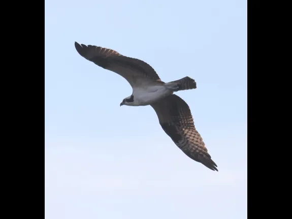 An osprey at Hager Pond in Marlborough, photographed by Steve Forman.