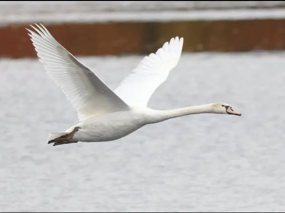 A mute swan at Hager Pond in Marlborough, photographed by Steve Forman.