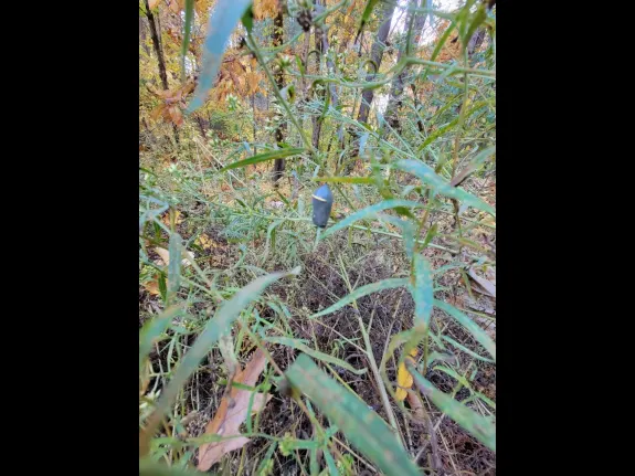 A monarch butterfly chrysalis in Northborough, photographed by Marnie Frankian.