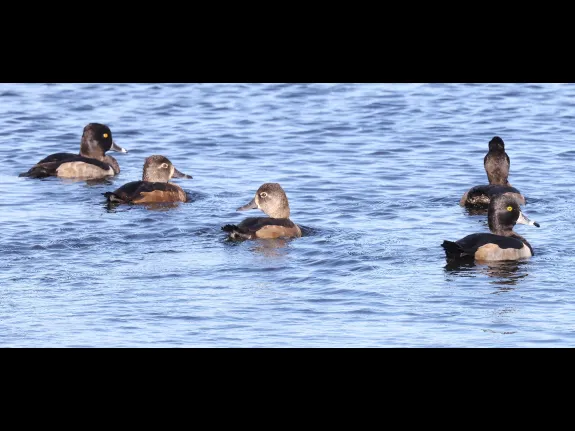 Ring-necked ducks at the Sudbury Reservoir in Southborough, photographed by Steve Forman.
