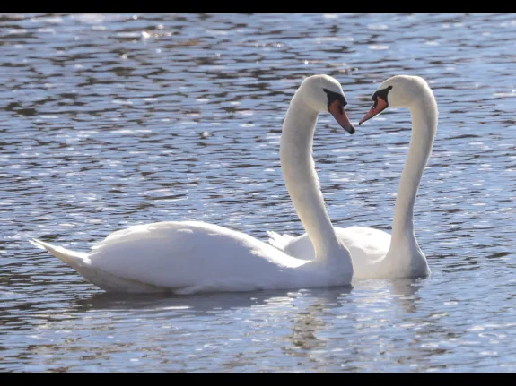 Mute swans at Hager Pond in Marlborough, photographed by Steve Forman.