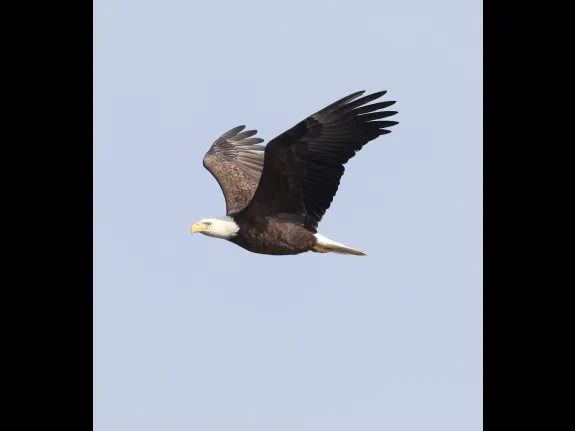 A bald eagle at the Sudbury Reservoir in Southborough, photographed by Steve Forman.