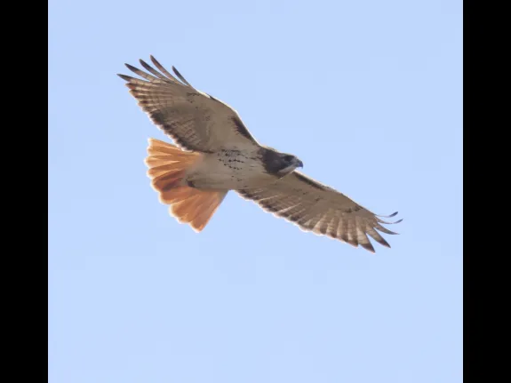 A red-tailed hawk at Breakneck Hill Conservation Land in Southborough, photographed by Steve Forman.