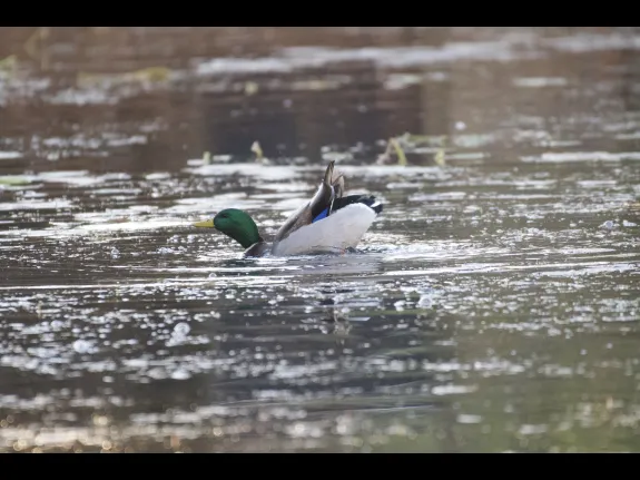 A mallard on Dudley Pond in Wayland, photographed by Gail Sartori.