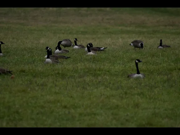 Canada geese in the fields adjacent to Hazel Brook Conservation Area in Wayland, photographed by Gail Sartori.