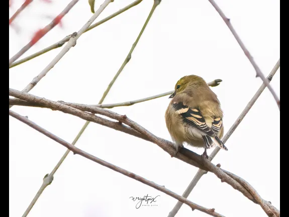 An American goldfinch at MacCallum Wildlife Management Area in Westborough, photographed by Nancy Wright.