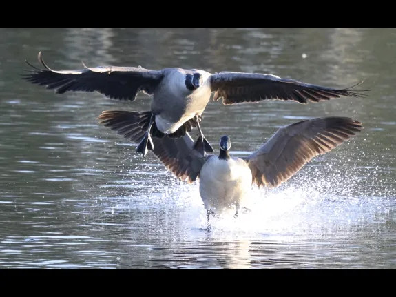 Canada geese at Hager Pond in Marlborough, photographed by Steve Forman.