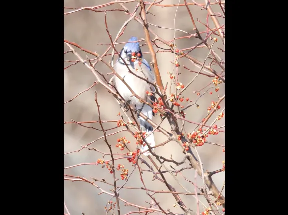 A blue jay at Breakneck Hill Conservation Land in Southborough, photographed by Steve Forman.
