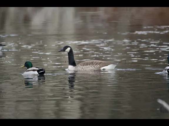 A mallard (left) and a Canada goose at SVT's Upper Mill Brook Conservation Area in Wayland, photographed by Gail Sartori.