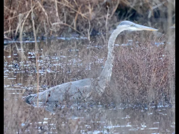 A great blue heron at Bartlett Pond in Northborough, photographed by Steve Forman.