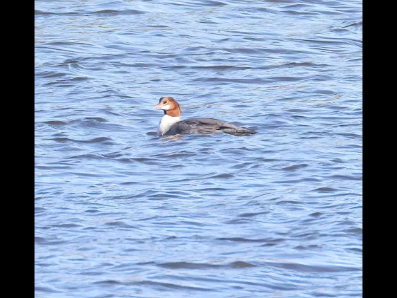 A common merganser on Foss Reservoir in Framingham, photographed by Steve Forman.