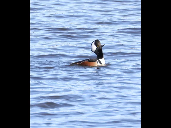 A hooded merganser at Foss Reservoir in Framingham, photographed by Steve Forman.