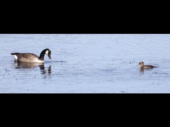 A Canada goose and a hooded merganser at Foss Reservoir in Framingham, photographed by Steve Forman.