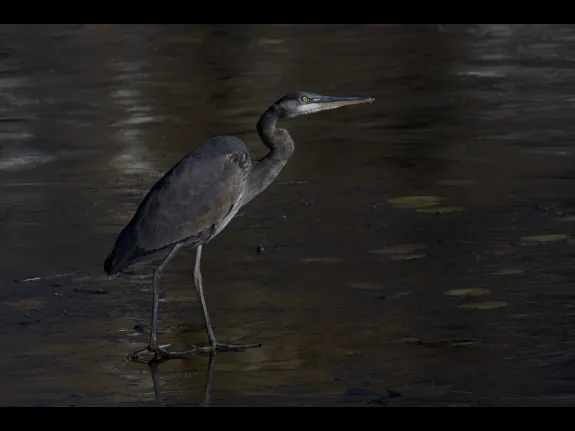 A great blue heron on an icy Dudley Pond in Wayland, photographed by Gail Sartori.
