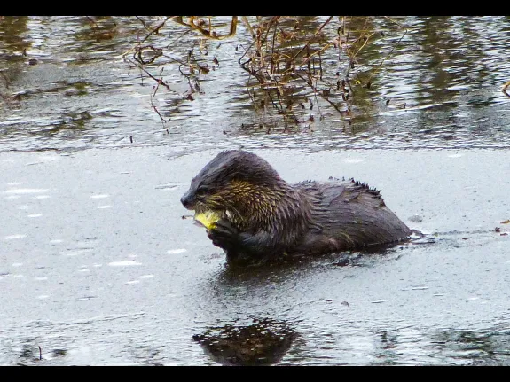 A river otter with a fish on the Sudbury River in Concord, photographed by Terri Ackerman.