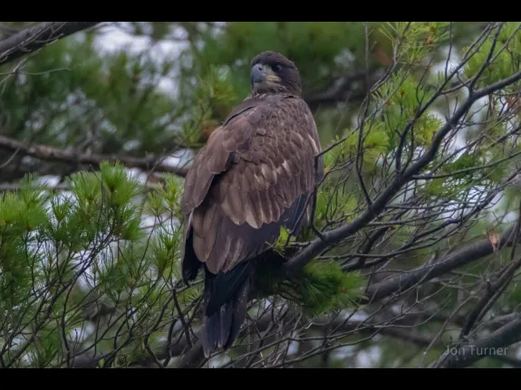 A bald eagle in Harvard, photographed by Jon Turner.