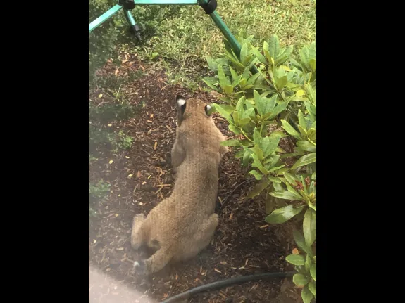 A bobcat in Framingham, photographed by Dean Webster.