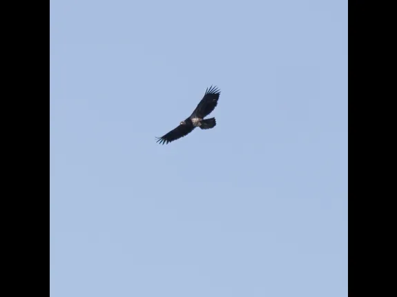 A bald eagle over Hager Pond in Marlborough, photographed by Steve Forman.