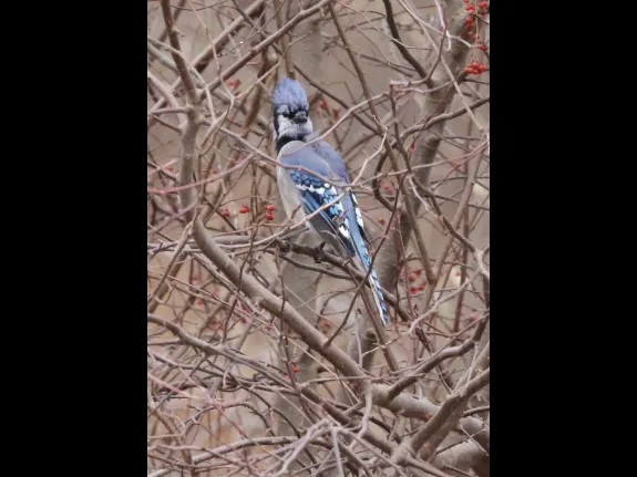 A blue jay at Breakneck Hill Conservation Land in Southborough, photographed by Steve Forman.