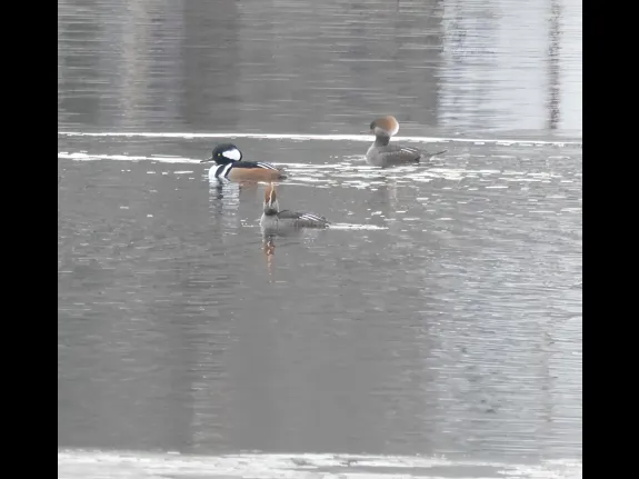 Hooded mergansers at Foss Reservoir in Framingham, photographed by Steve Forman.