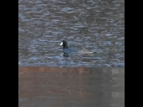 An American coot at Hager Pond in Marlborough, photographed by Steve Forman. An American coot at Hager Pond in Marlborough, photographed by Steve Forman.