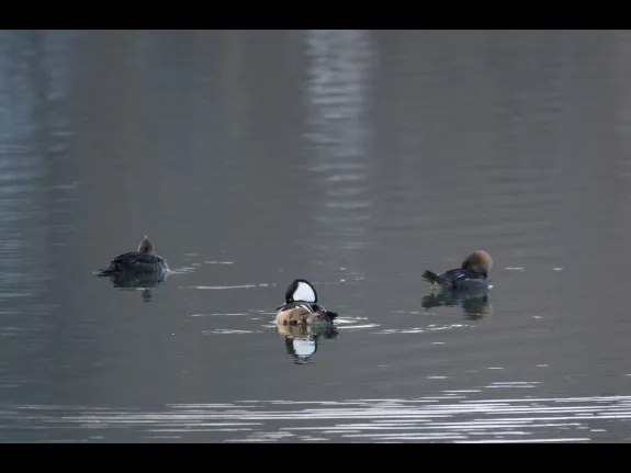 Hooded Mergansers at Mill Pond in Maynard, photographed by Gail Sartori.