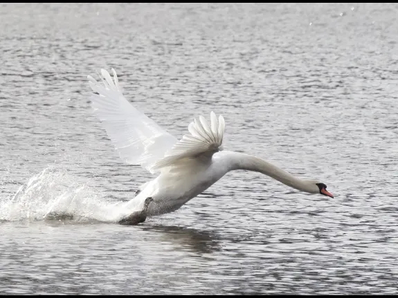 A mute swan at Hager Pond in Marlborough, photographed by Steve Forman.