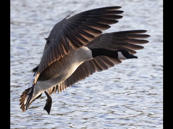 A Canada goose at Hager Pond in Marlborough, photographed by Steve Forman.
