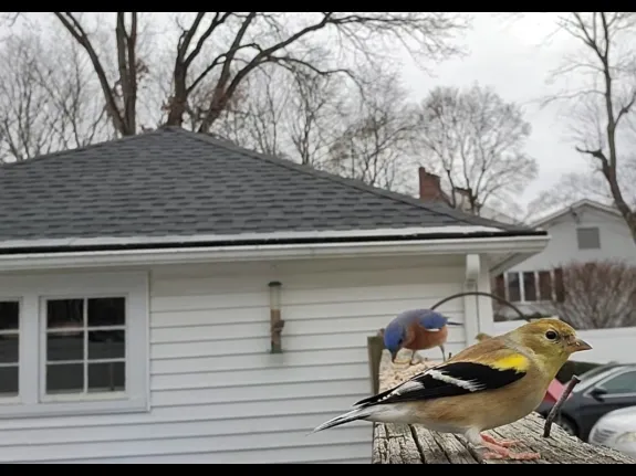 An American goldfinch and an eastern bluebird in Maynard, photographed by William Watt.