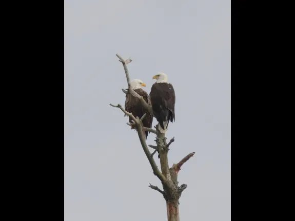 Bald eagles at the Sudbury Reservoir in Southborough, photographed by Steve Forman.
