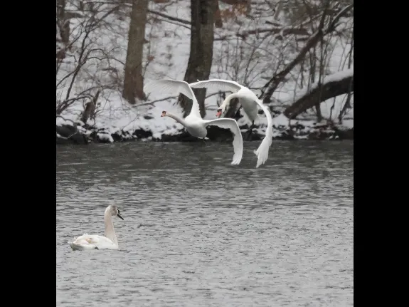 Mute swans at Hager Pond in Marlborough, photographed by Steve Forman.