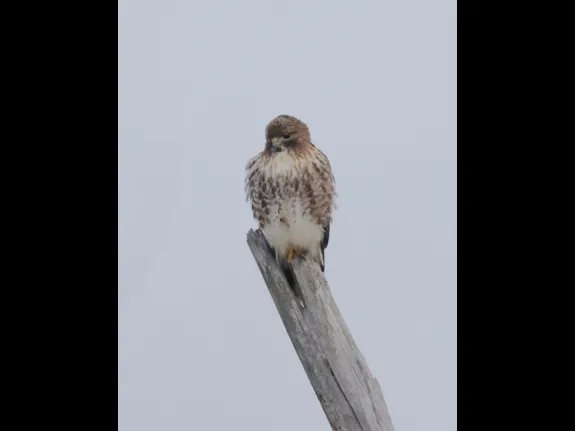 A red-tailed hawk at Breakneck Hill Conservation Land in Southborough, photographed by Steve Forman.