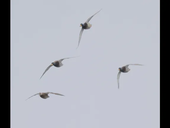 Mallards at Hager Pond in Marlborough, photographed by Steve Forman.