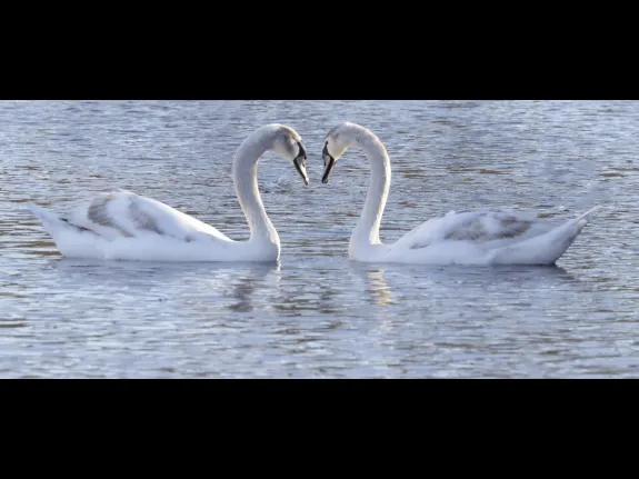 Mute swans at Hager Pond in Marlborough, photographed by Steve Forman.
