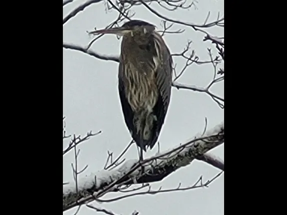 A great blue heron in Sudbury, photographed by Rebecca Cutting.
