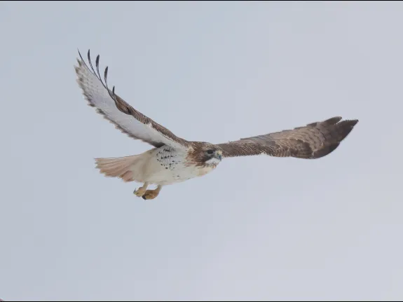A red-tailed hawk at Breakneck Hill Conservation Land in Southborough, photographed by Steve Forman.