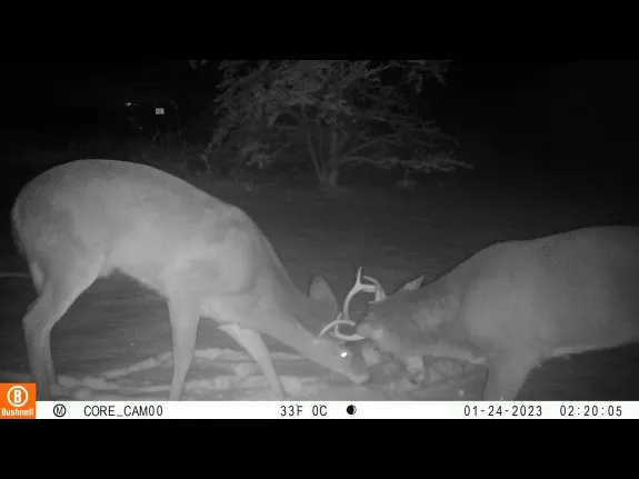 Two white-tailed deer bucks in Sudbury, photographed with an automatically triggered wildlife camera by Tom McGowan.